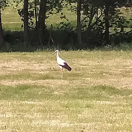 La Casa De Pimpele Hébergement de vacances